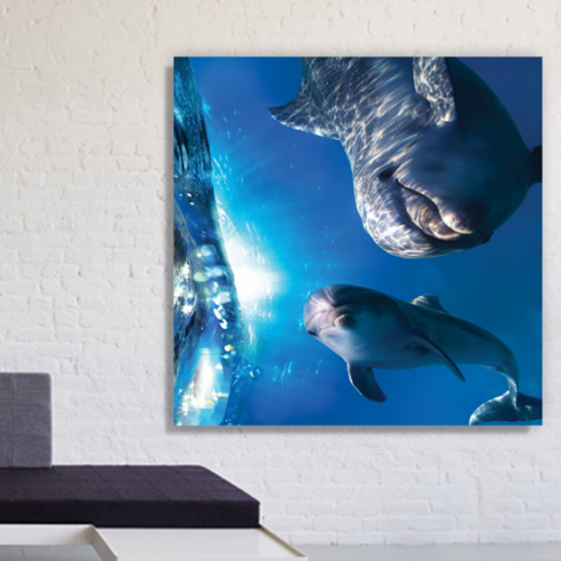 Πίνακας σε καμβά με Ζώα με δελφίνια